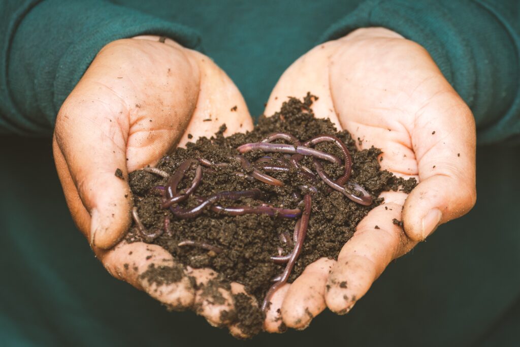 how to grow worms for fishing